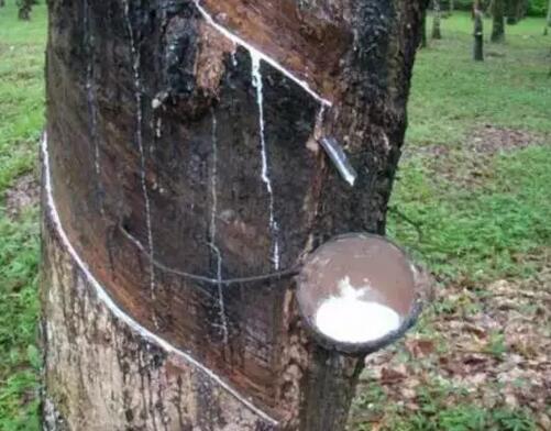 天然橡膠 天然橡膠