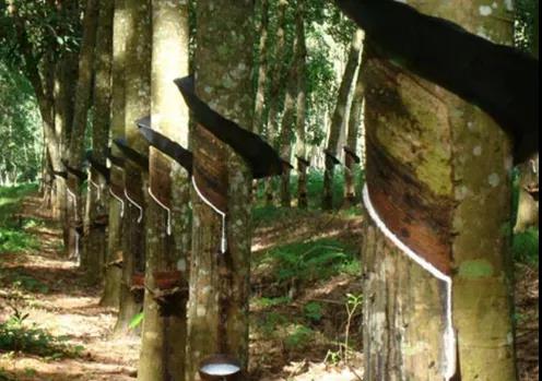 天然橡膠走勢 天然橡膠走勢